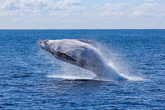 Best Booking Software for Whale Watching Tours
